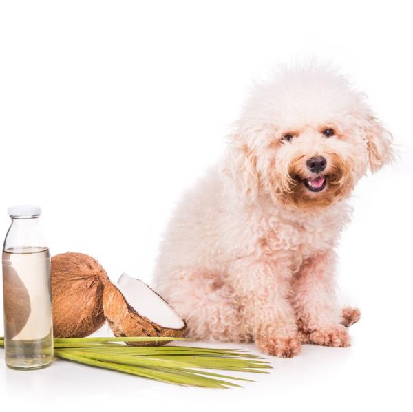 Olej kokosowy dla psow zalety i zastosowanie