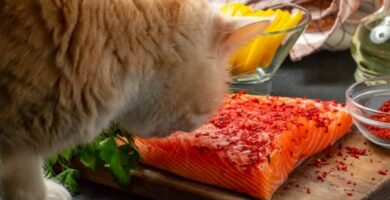 Omega 3 dla kotow – dawkowanie i do czego sluzy