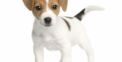 Opieka nad szczeniakami Jack Russell Terrier