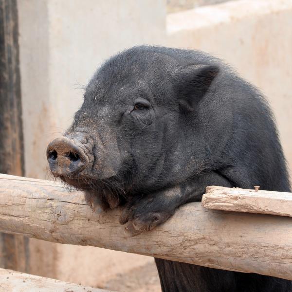 Opieka nad wietnamska swinia