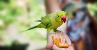 Owoce i warzywa dla papug