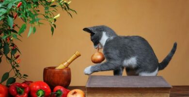 Owoce i warzywa zabronione dla kotow