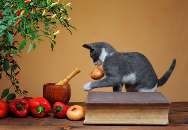 Owoce i warzywa zabronione dla kotow
