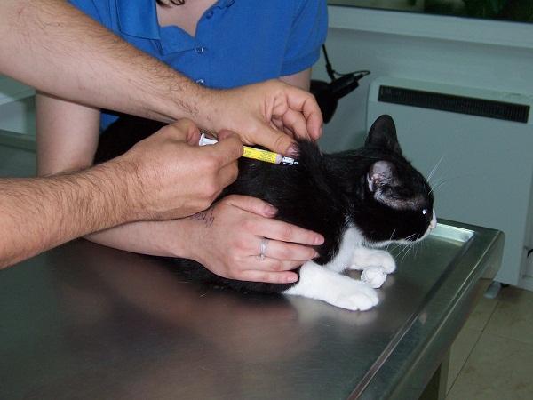 Pentawalentna szczepionka dla kotow – do czego sluzy i skutki