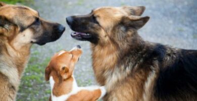 Pies dominujacy Charakterystyka i wytyczne do nasladowania