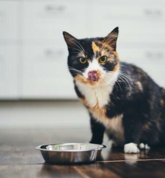 Pokarmy bogate w tauryne dla kotow