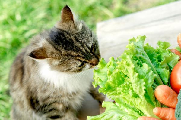 Polecane owoce i warzywa dla kotow