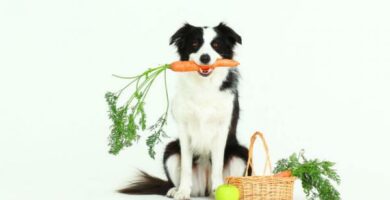 Polecane owoce i warzywa dla psow