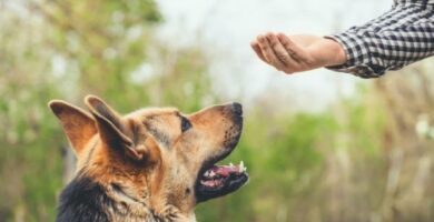 Pozytywne wzmocnienie u psow