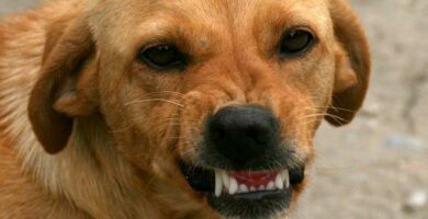 Przyczyny i leczenie agresywnosci u psow
