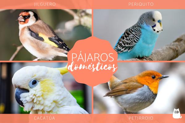 Ptaki domowe rodzaje nazwy i zdjecia