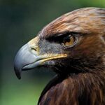 Ptaki zagrozone wyginieciem w Hiszpanii
