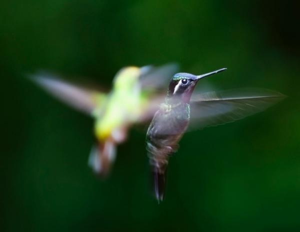 Rodzaje kolibrow