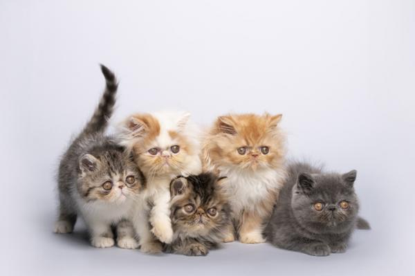 Rodzaje kotow perskich