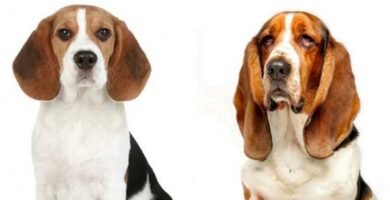 Roznice miedzy beagle a basset hound