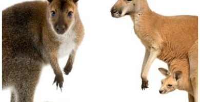 Roznice miedzy kangurem a walabia
