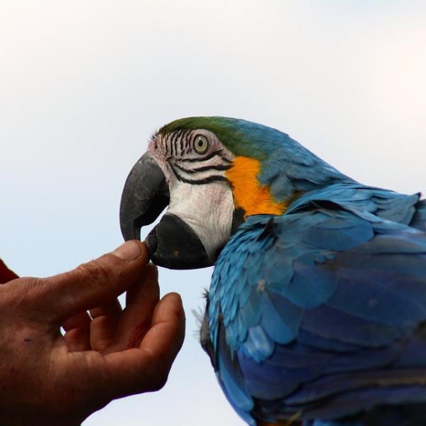 Roznice miedzy papuga samca i samicy