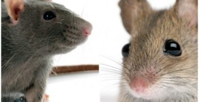 Roznice miedzy szczurem a mysza