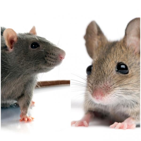 Roznice miedzy szczurem a mysza