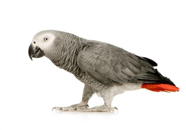 Szara papuga lub czerwonoogoniasty yaco