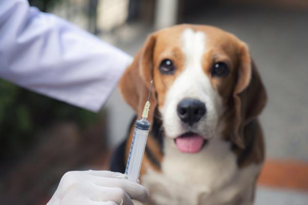 Szczepionka przeciwko wsciekliznie dla psow Kompletny przewodnik