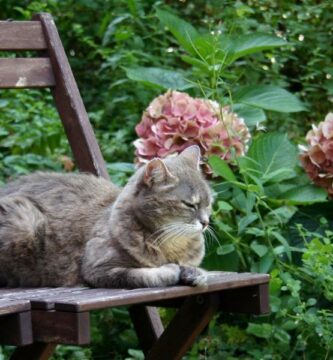Sztuczki zapobiegajace przedostawaniu sie kota do ogrodu