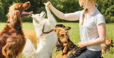 Techniki szkolenia psow