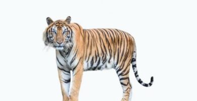 Tygrys bengalski Siedlisko i charakterystyka