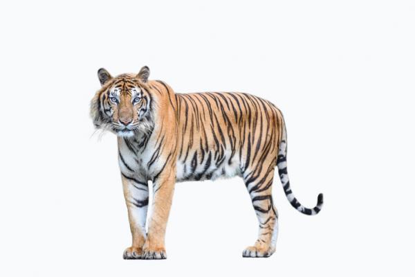 Tygrys bengalski Siedlisko i charakterystyka
