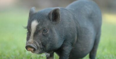 Wietnamska swinia jako zwierze domowe