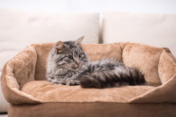 Wskazowki dotyczace higieny i pielegnacji kota w domu