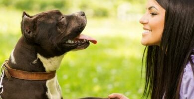 Wskazowki dotyczace szkolenia psow