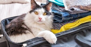 Wskazowki dotyczace zabrania kota na wakacje