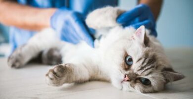 Wstrzas anafilaktyczny u kotow objawy i leczenie