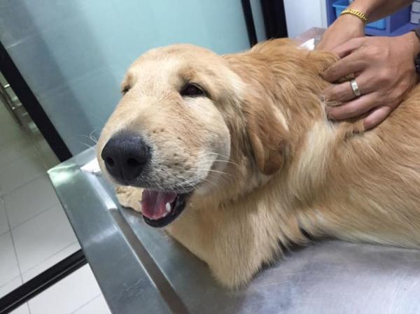 Wstrzas anafilaktyczny u psow objawy i leczenie