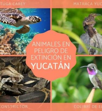 Zagrozone zwierzeta w Jukatanie