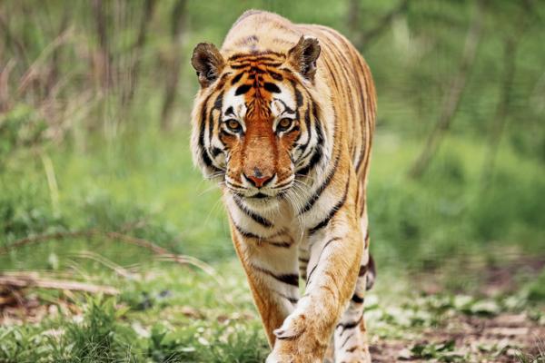 Zagrozony wyginieciem tygrys bengalski – przyczyny i rozwiazania