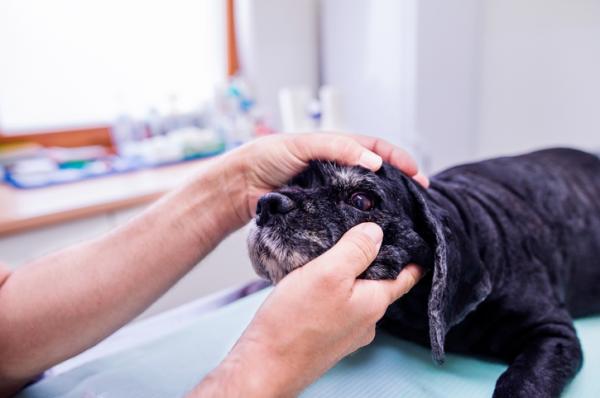 Zapalenie blony naczyniowej oka u psow przyczyny i leczenie