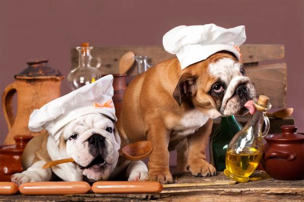 Zastosowania i zalety oliwy z oliwek dla psow