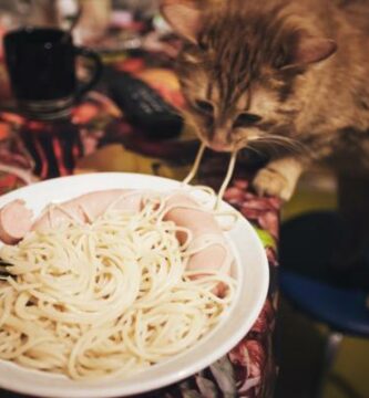 los gatos pueden comer pasta 23098 600