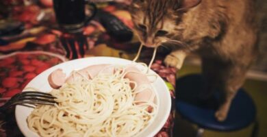 los gatos pueden comer pasta 23098 600