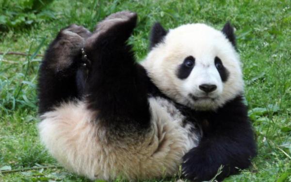 10 ciekawostek misia pandy