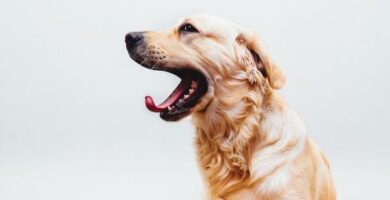 10 oznak stresu u psow