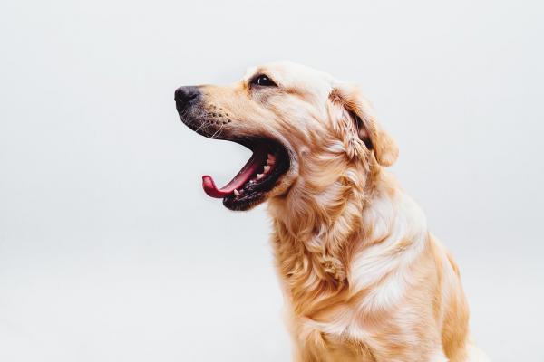 10 oznak stresu u psow