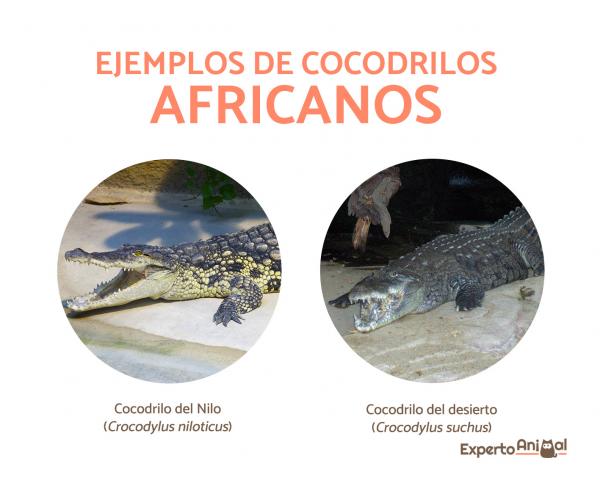 Gdzie żyją krokodyle?  - Gdzie żyją krokodyle w Afryce?