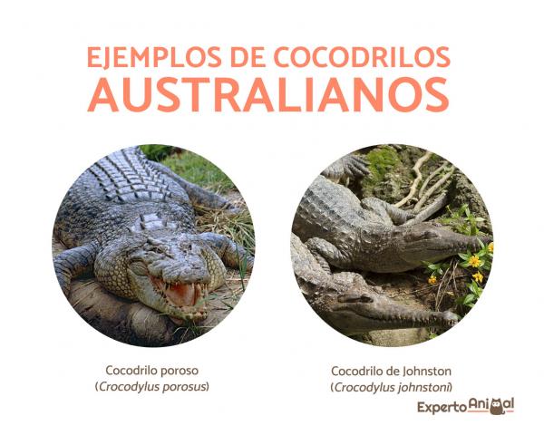 Gdzie żyją krokodyle?  - Gdzie żyją krokodyle Australii?