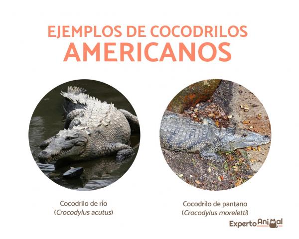 Gdzie żyją krokodyle?  - Gdzie żyją krokodyle Ameryki
