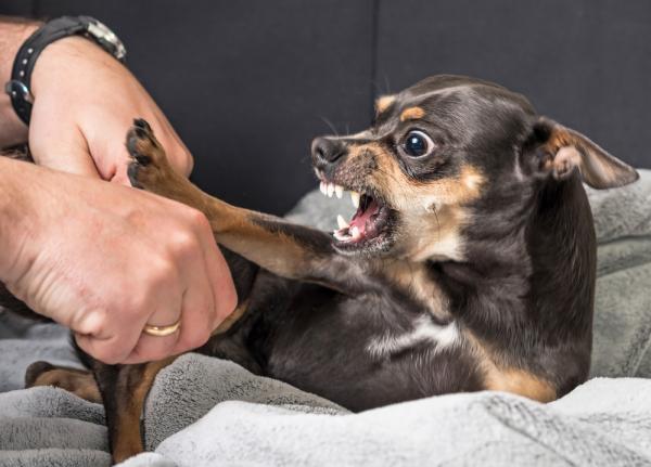 Skutki uboczne acepromazyny u psów - 8. Odhamowanie agresywnych zachowań