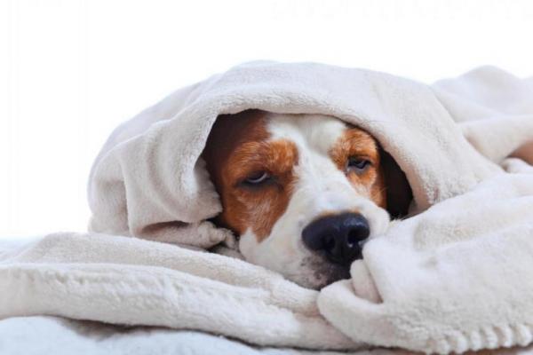 Skutki uboczne Accepromazine u psów - 1. Hipotermia
