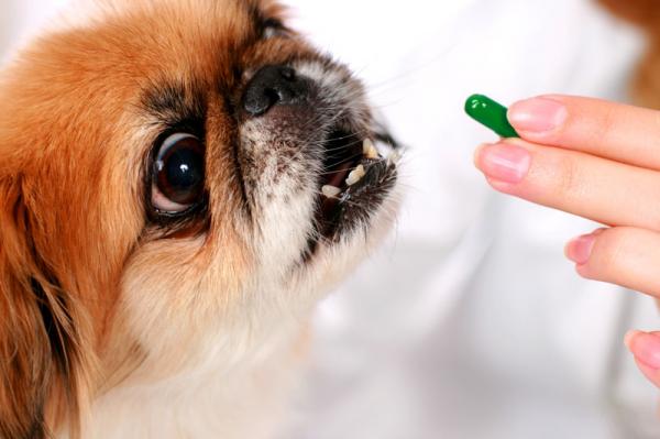 Skutki uboczne kortykosteroidów u psów - Co to są kortykosteroidy i kiedy są stosowane?